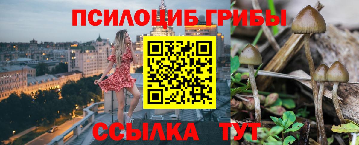 Псилоцибиновые грибы Psilocybine cubensis  Вход с VPN  Хасавюрт  Псилоцибиновые грибы GOLDEN TEACHER 